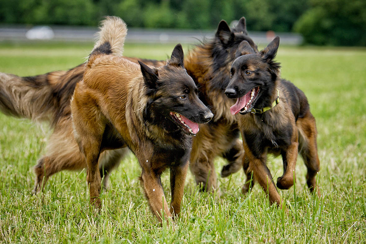 Drei Schäferhunde rennen gemeinsam über eine Wiese
