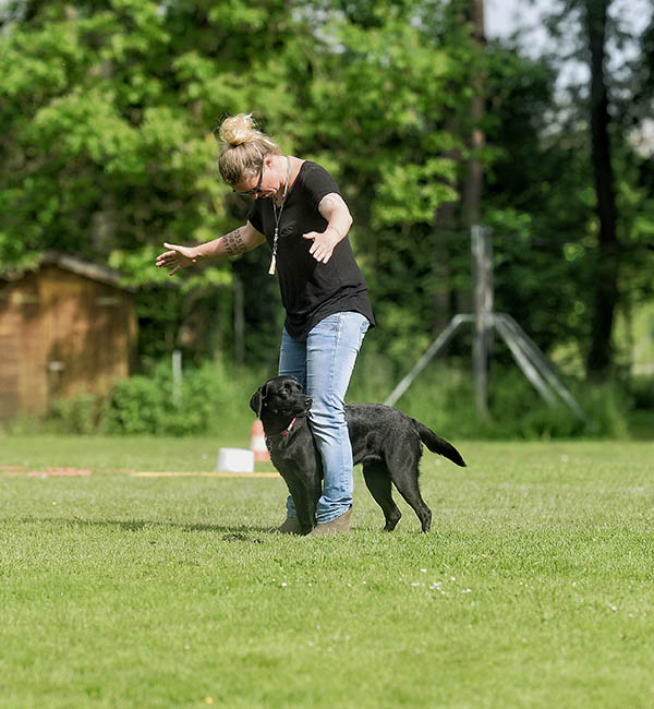 a labrador runs through a woman's legs, the woman looks down in amazement at the dog and has her arms outstretched