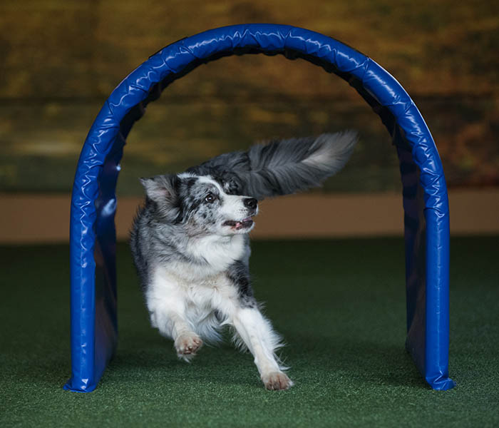 An Australian Shepard is standing a bit sideways in a blue dog tunnel and is looking forward to it when he can run further