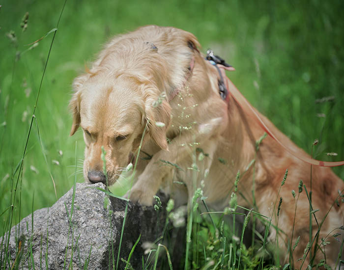A golden retriver stands on a stone in a meadow and sniffs it