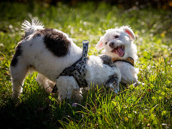 Zwei kleine Hunde spielen auf einer Wiese