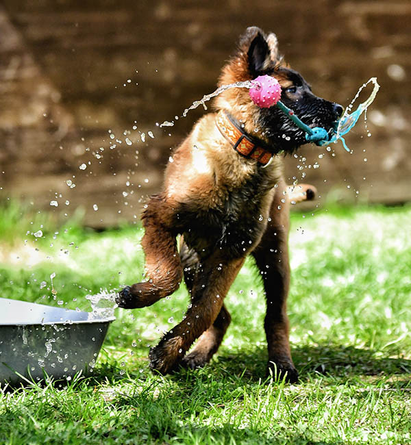Junger Hund auf einer grünen Wiese neben einem Wassereimer. Nimmt einen Spielball aus dem Wasserbad und spielt damit. Wasser spritzt überall hin.